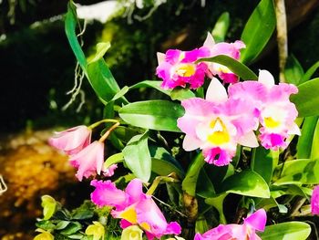 Close-up of pink flowers blooming outdoors