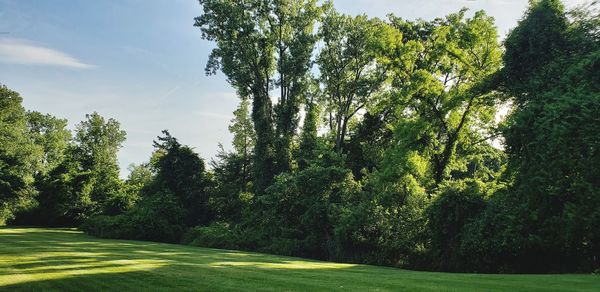 Trees in park against sky