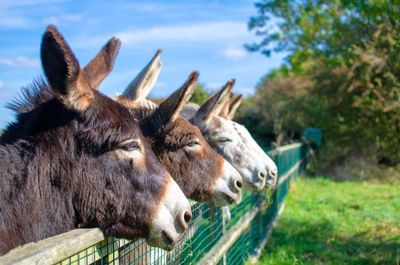 Donkey heads portraits 