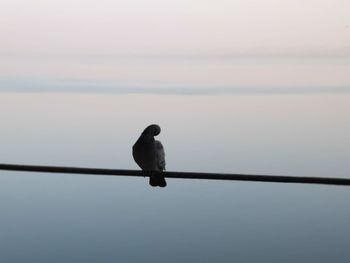 Rear view of bird perching on cable