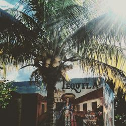 Low angle view of palm trees