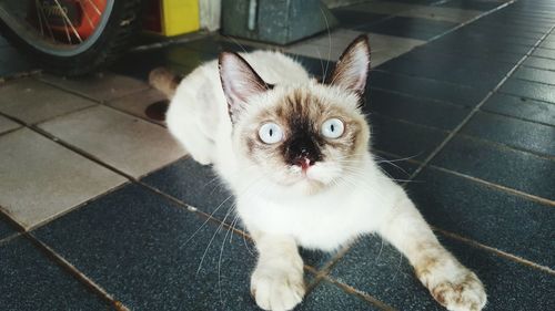 Portrait of cat resting on floor