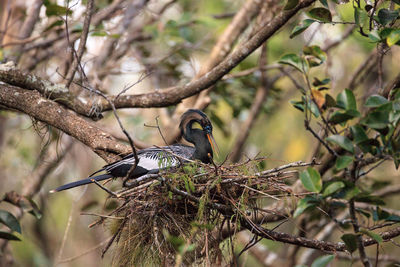 Bird perching on tree