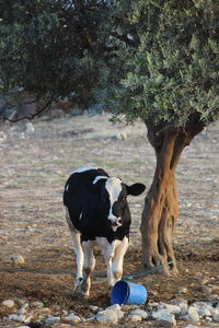 Cow farming in cyprus island