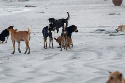 Dogs running on beach