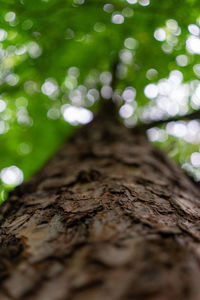 Low angle view of tree trunk