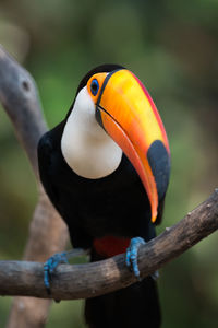 Close-up of bird perching on branch