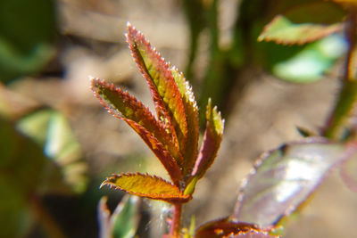 Close-up of plant leaves