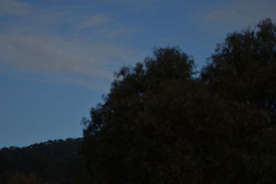 Trees against sky