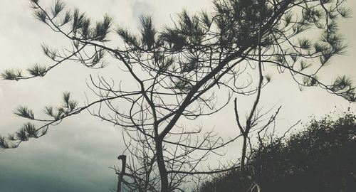 Low angle view of bare trees against sky