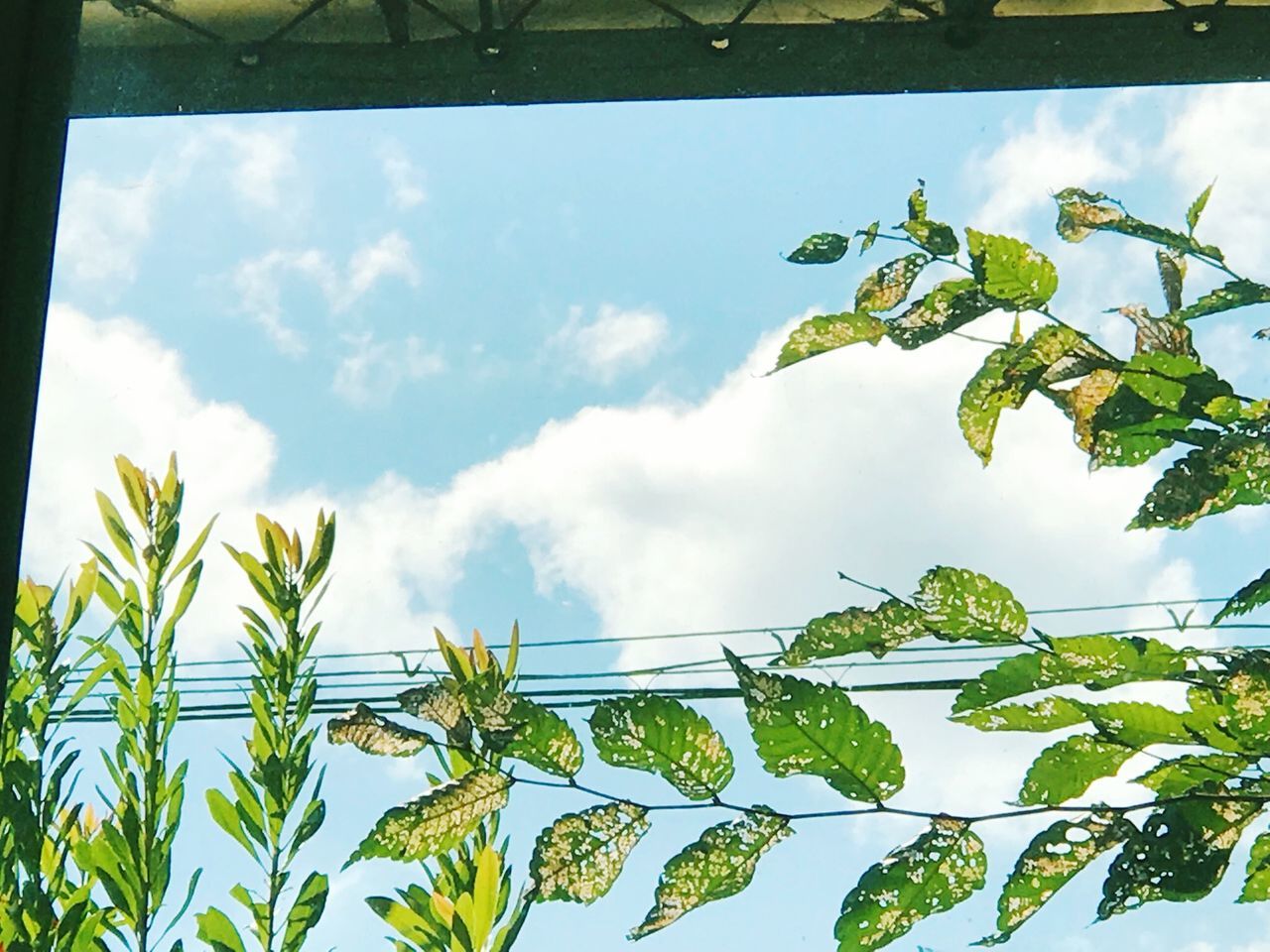 sky, cloud - sky, plant, leaf, nature, green color, plant part, growth, day, low angle view, tree, no people, beauty in nature, outdoors, tranquility, agriculture, branch, tranquil scene, glass - material, sunlight