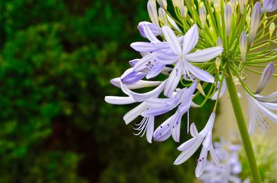 Close-up of purple flowers