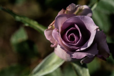 Close-up of pink rose flower