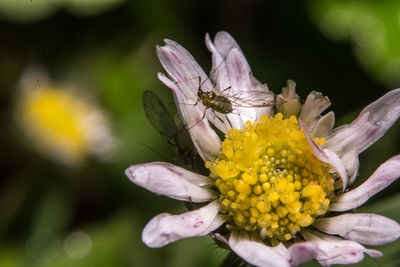 Close-up of butterfly pollinating on pink flower