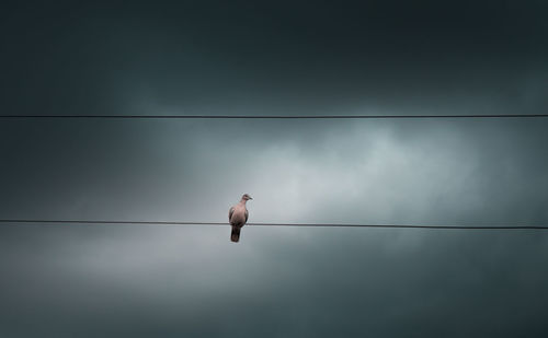 Low angle view of bird perching on cable against sky