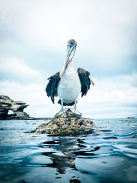 Pelican on rock in sea against sky