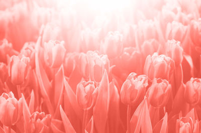 Full frame shot of pink flowering plants