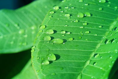 Close-up of raindrops on leaves