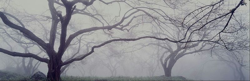 Bare trees against sky