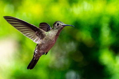 Close-up of bird flying