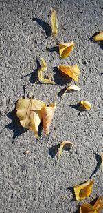 High angle view of maple leaves on street