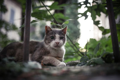 Portrait of a kitten