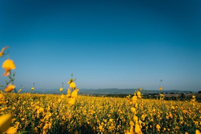 Yellow flowering plants on field against clear blue sky