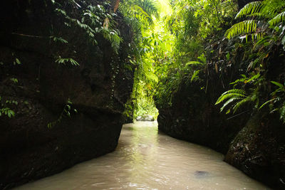 Scenic view of waterfall in forest