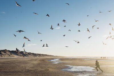Denmark, blokhus, boy chasing flock of seagulls on the beach