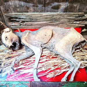 High angle view of dog at fish for sale