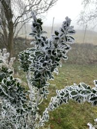 Close-up of frozen plants on land