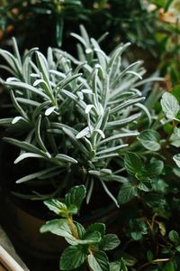 Close-up of potted plant