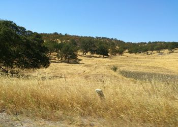 Scenic view of field against clear sky