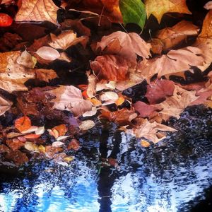 Leaves in pond