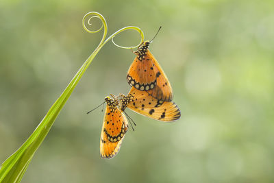 Close-up of butterflies on plant stem