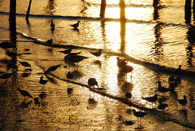 Close-up of birds in lake during sunset