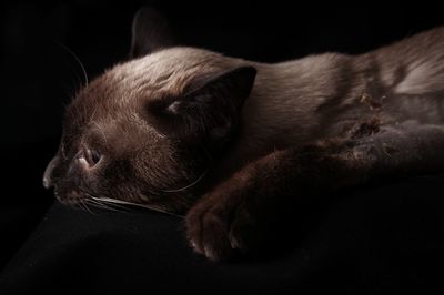 Close-up of cat relaxing on black background