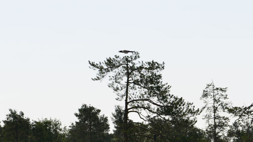 Low angle view of bird on tree against sky
