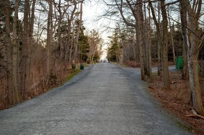 Road passing through forest