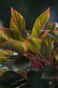 Close-up of leaves on plant