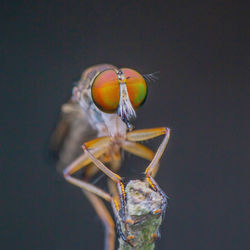 Close-up of fly against black background