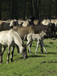 Widl horses in germany