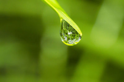 Close-up of water drop on leaf