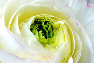 Macro shot of white flower