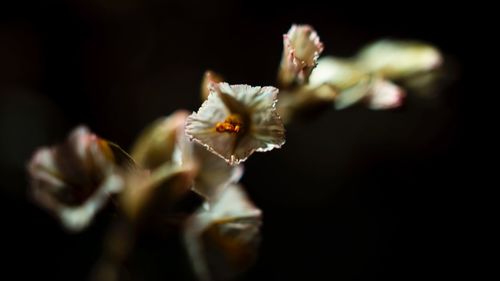 Close-up of white flowering plant against black background