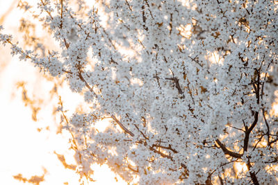 Full frame shot of cherry tree