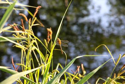 Close-up of insect on grass