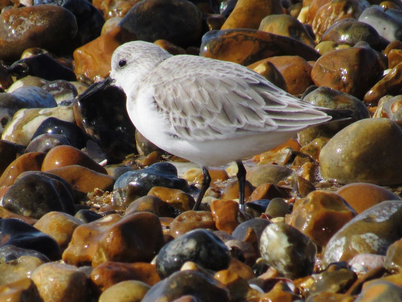 CLOSE-UP OF SEAGULLS ON SHORE