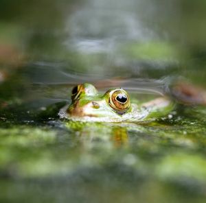 Close-up of frog in water