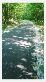 Road passing through trees